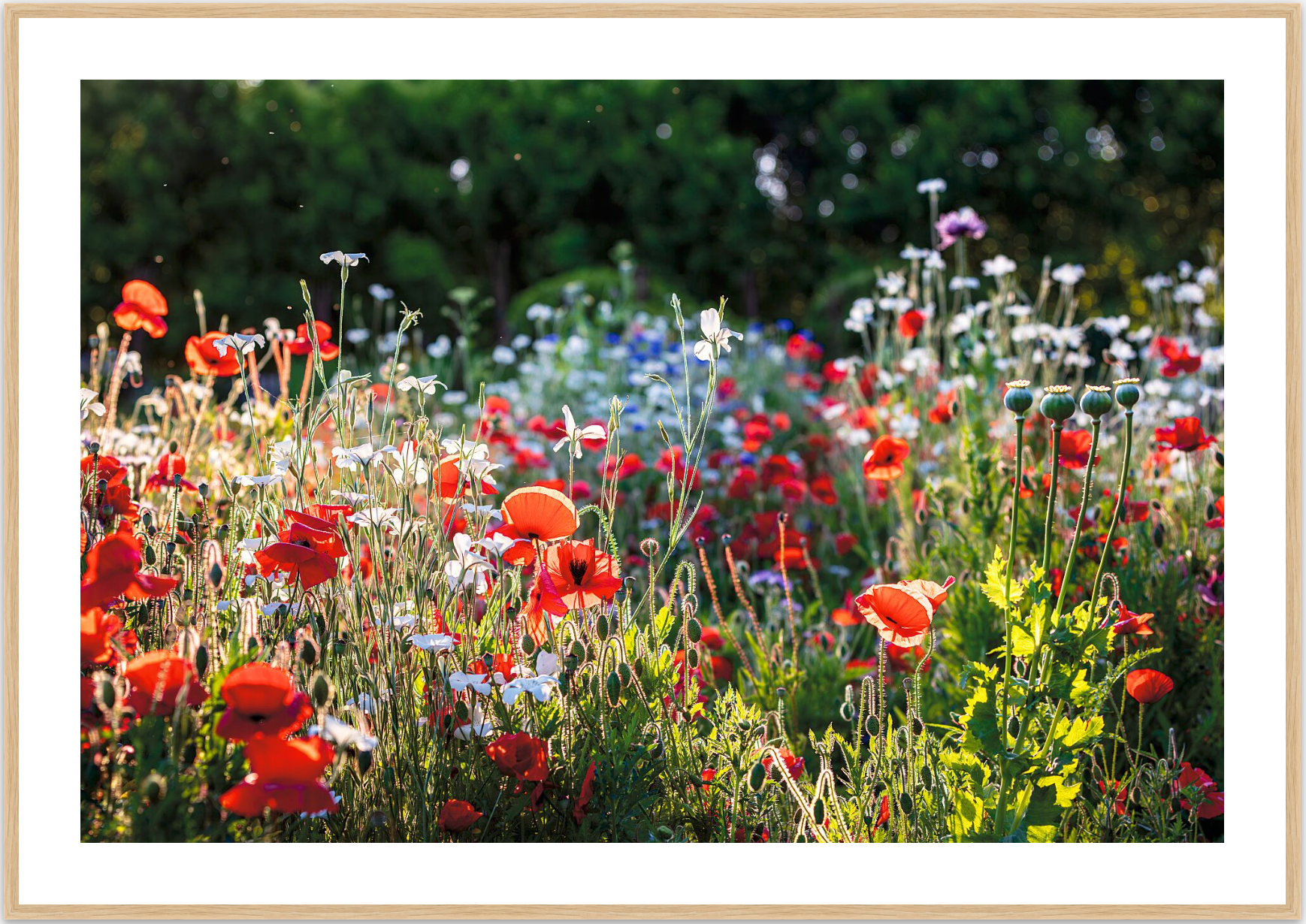 FIELD OF POPPIES