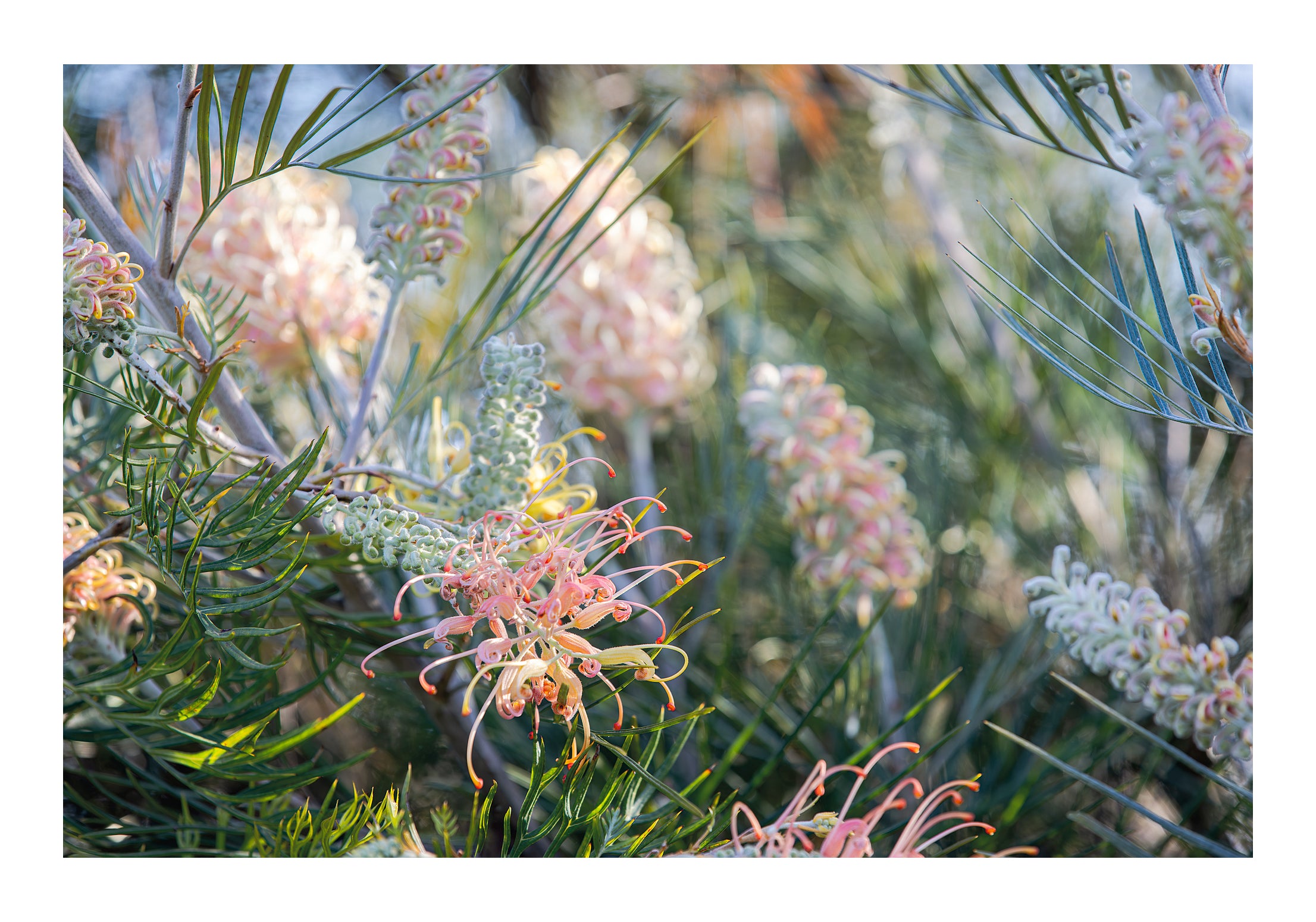 GREVILLEA STUDY