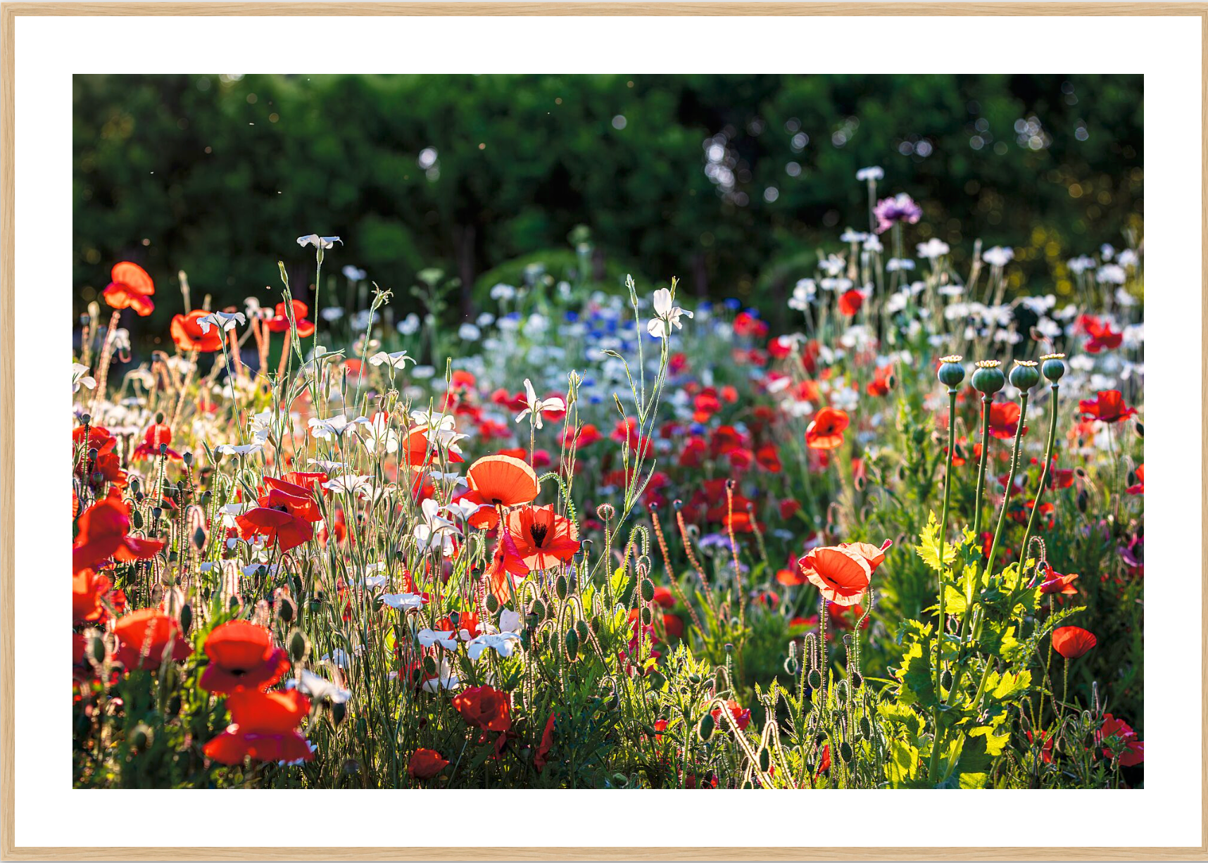 FIELD OF POPPIES