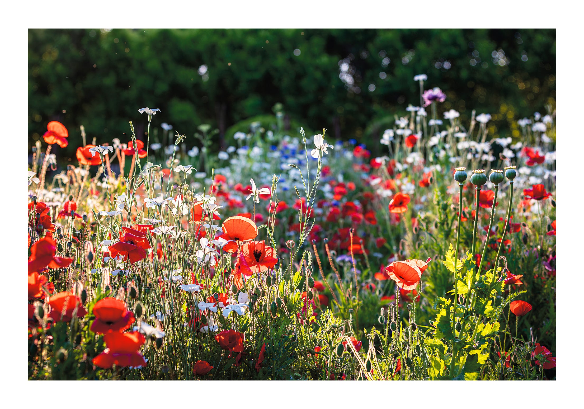 FIELD OF POPPIES