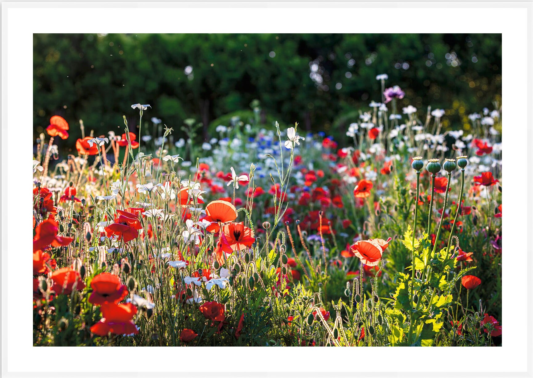 FIELD OF POPPIES
