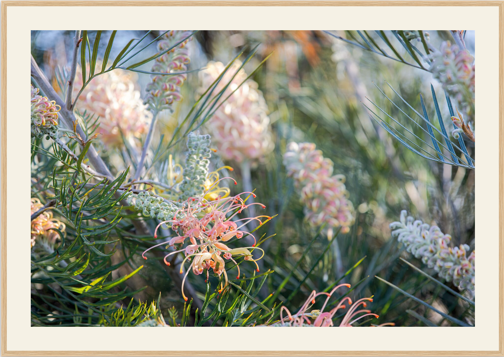 GREVILLEA STUDY