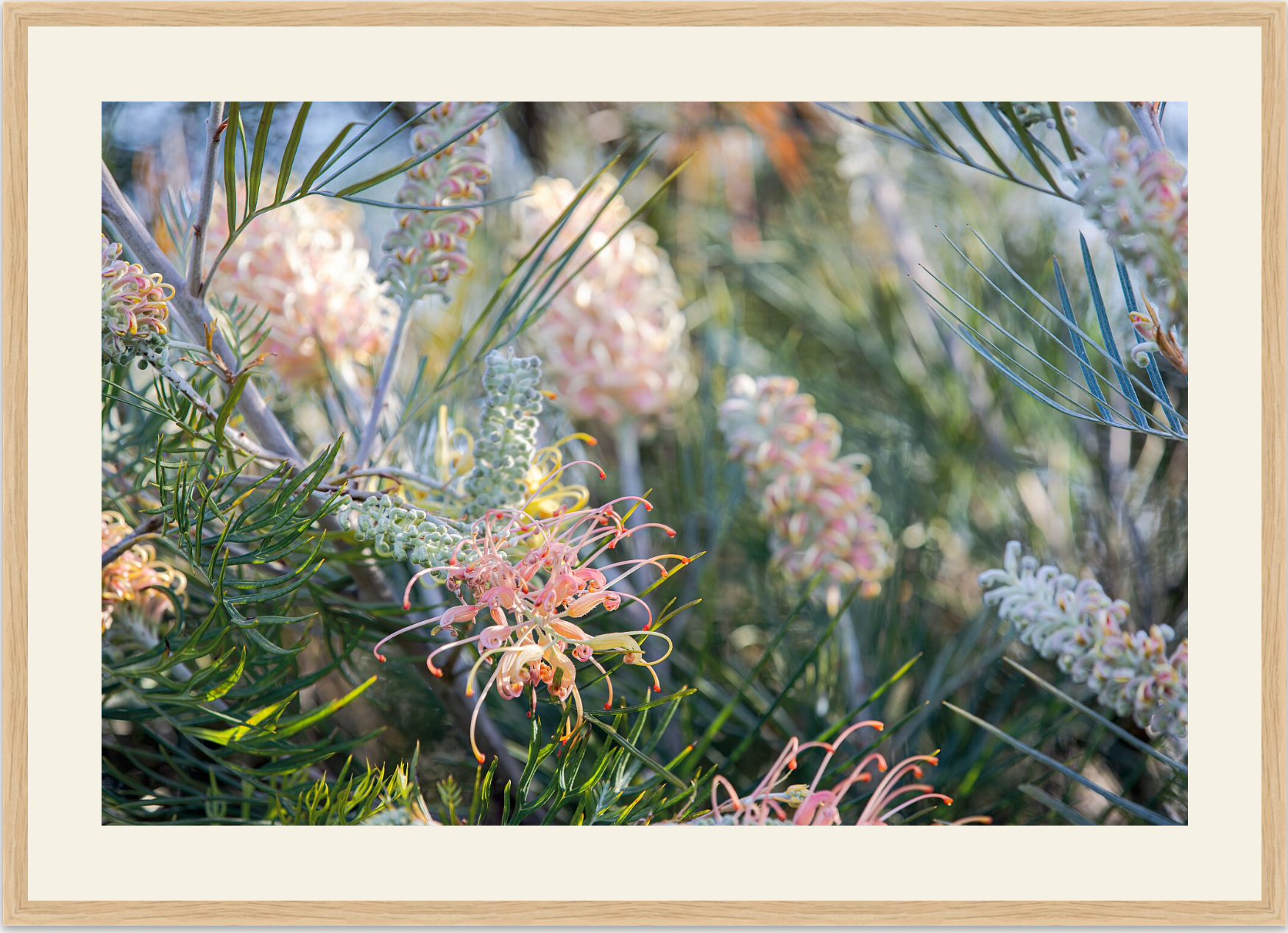 GREVILLEA STUDY