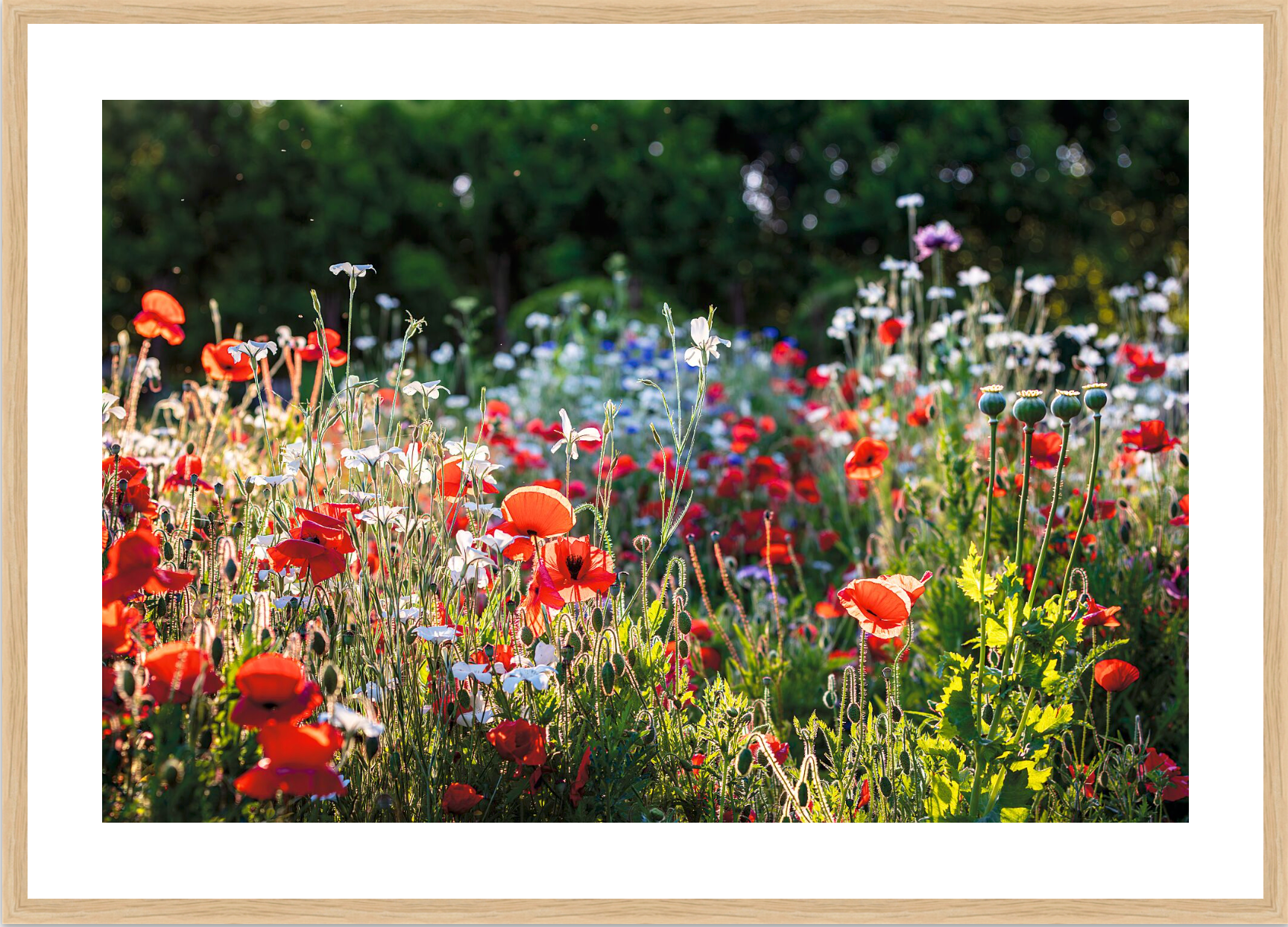 FIELD OF POPPIES