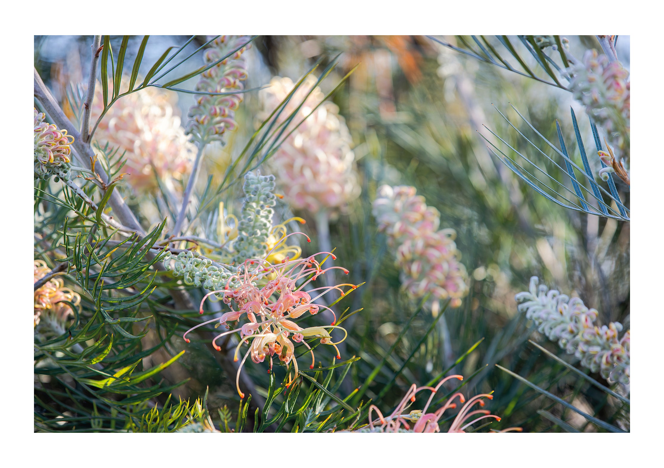 GREVILLEA STUDY