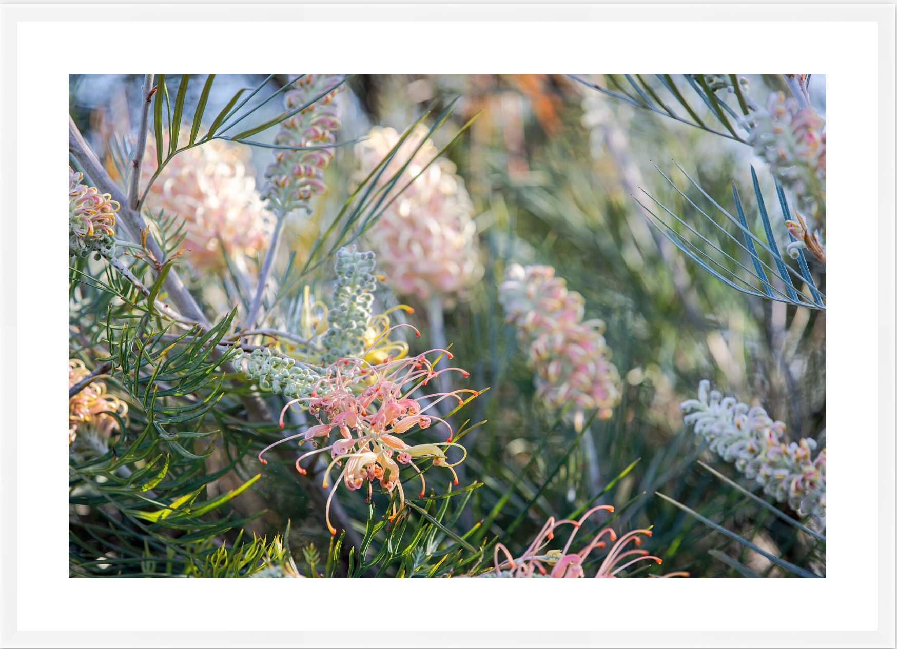 GREVILLEA STUDY
