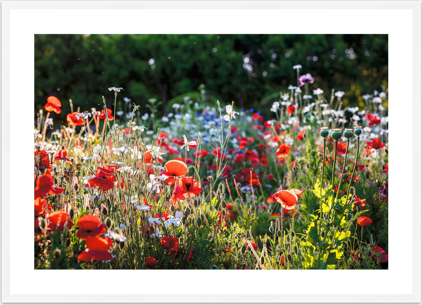 FIELD OF POPPIES