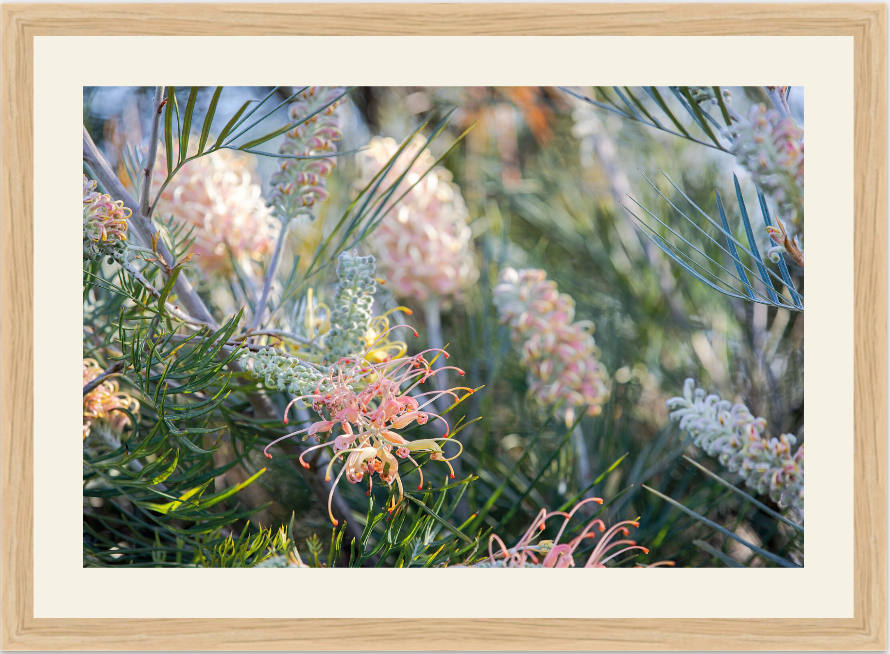 GREVILLEA STUDY