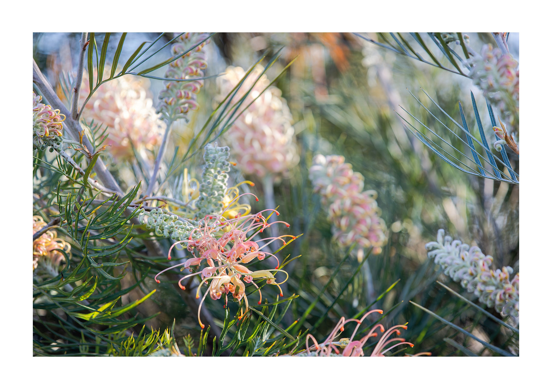 GREVILLEA STUDY