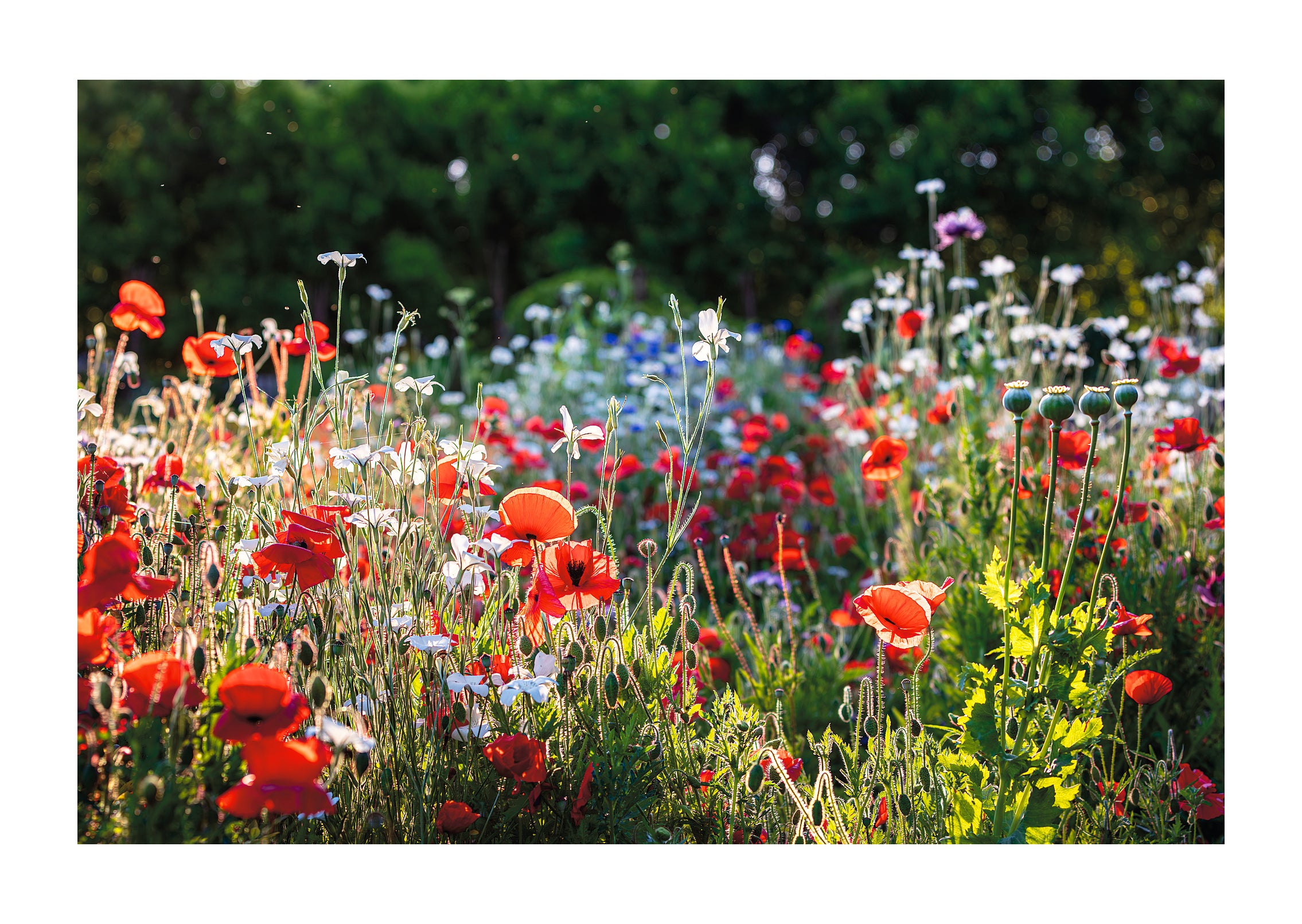 FIELD OF POPPIES