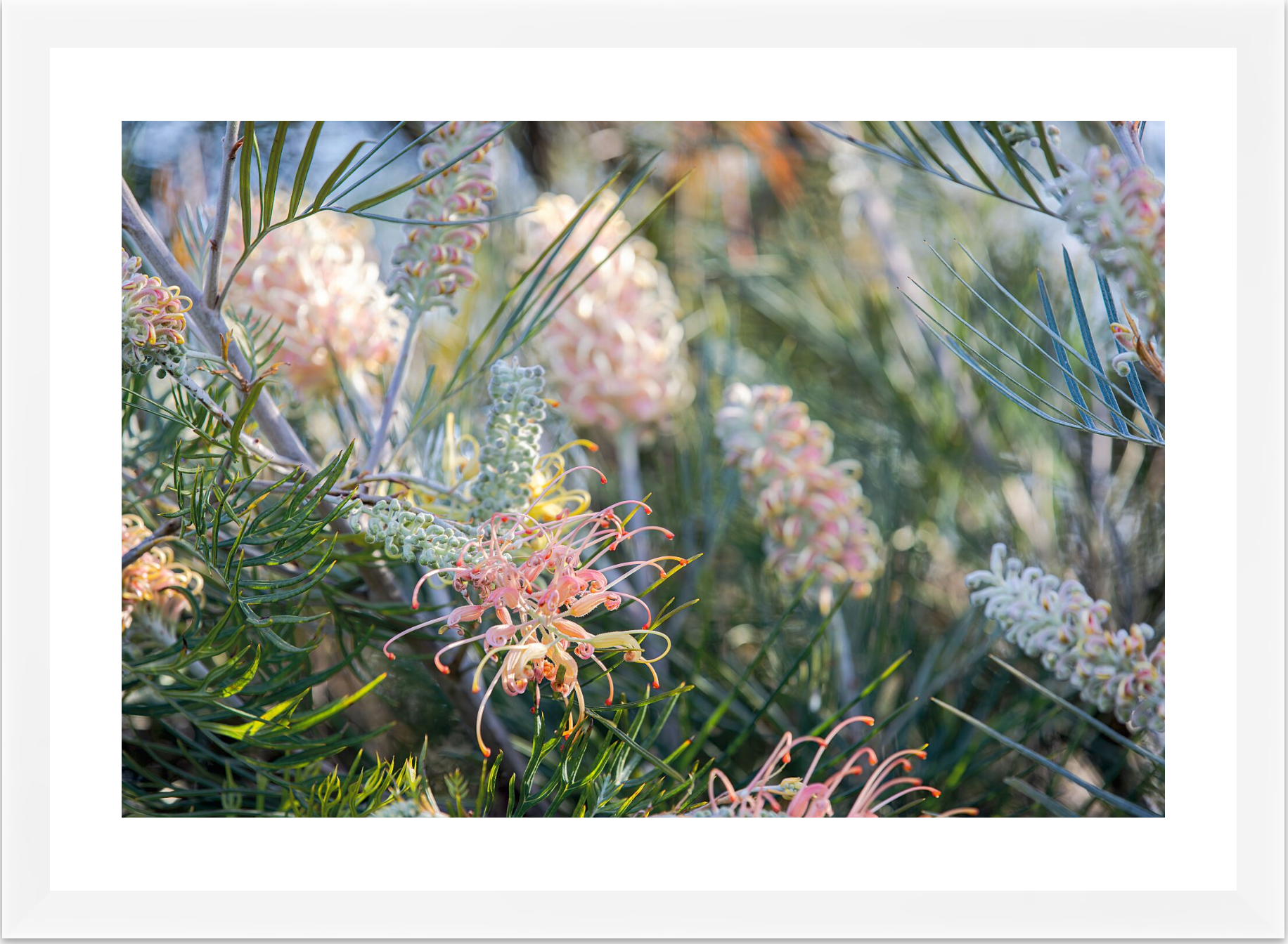 GREVILLEA STUDY