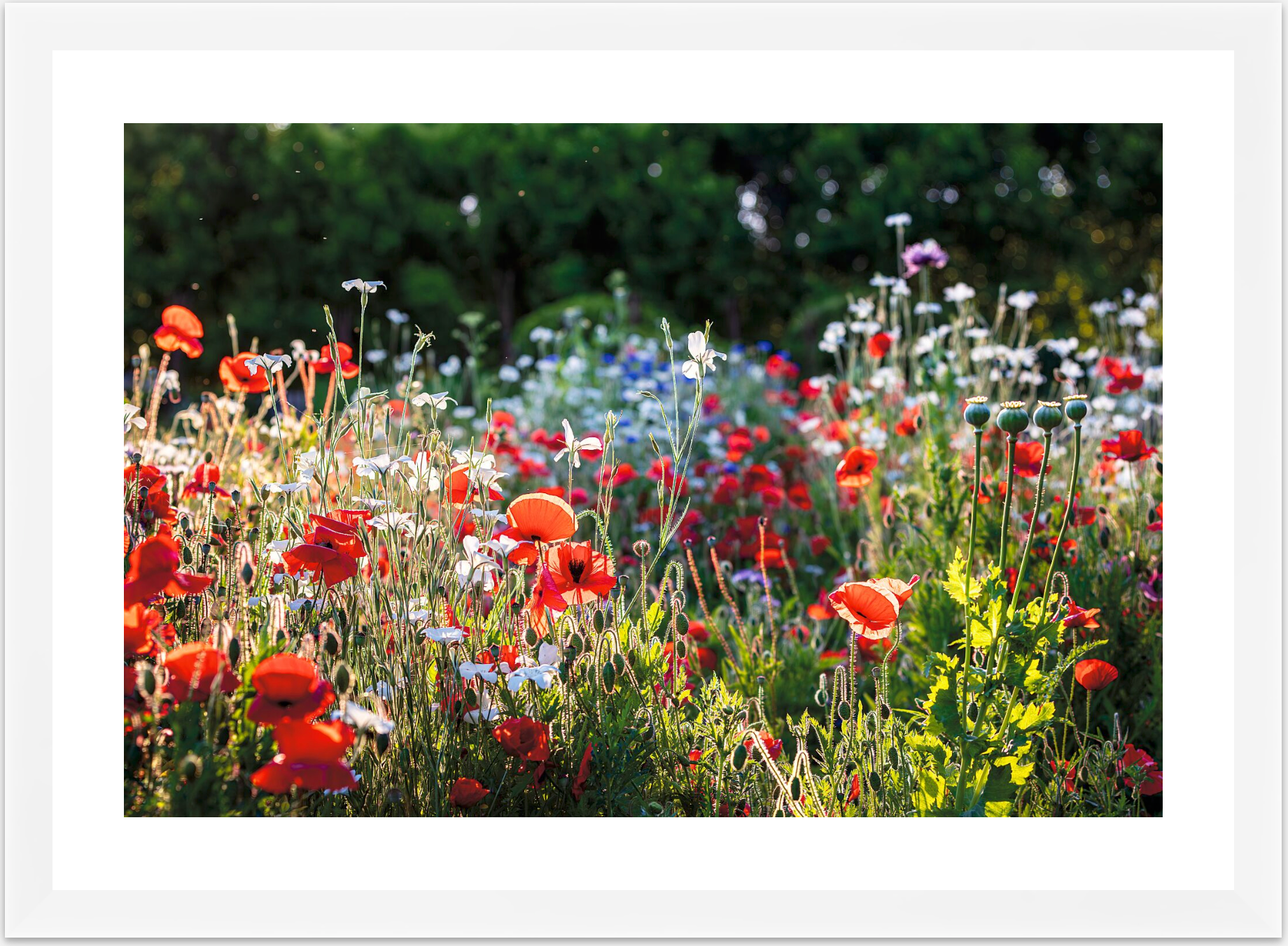 FIELD OF POPPIES